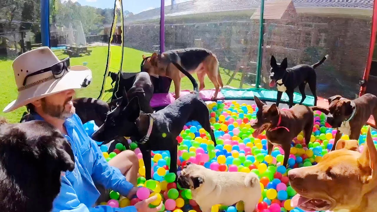 Surprising Adopted Dogs With 1000's of Balls
