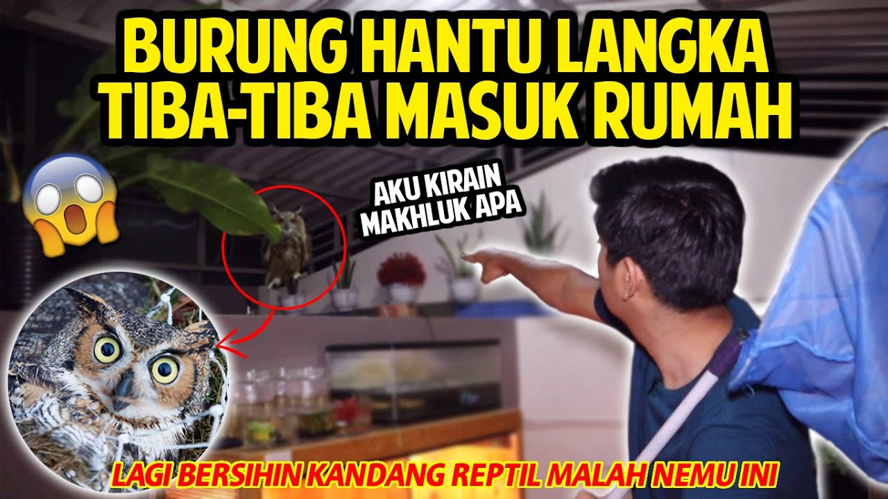 BURUNG HANTU LANGKA NYASAR! MASUK KE RUMAH PAS LAGI BERESIN KANDANG REPTIL! AUTO AMANKAN!