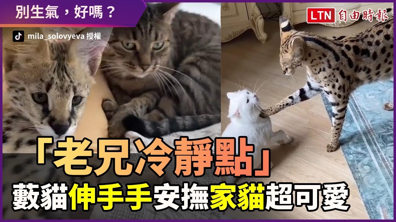 「老兄你冷靜一下」藪貓像安撫人一樣伸手輕摸家貓 超可愛！