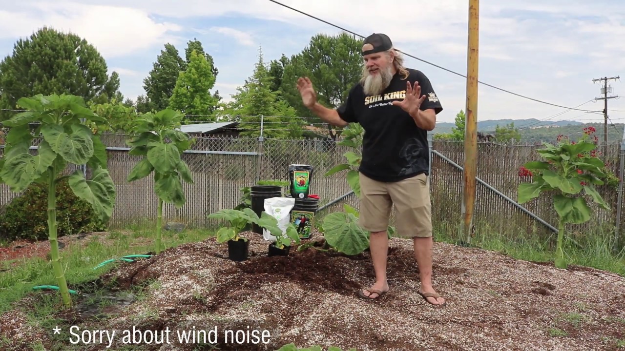 How To Grow Giant Pumpkins!