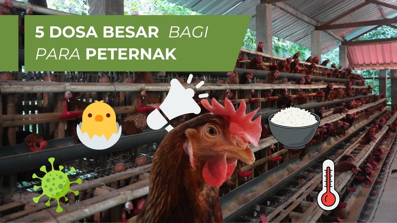 5 Dosa Besar Peternak Pullet Pemula | Kesalahan fatal para peternak pemula
