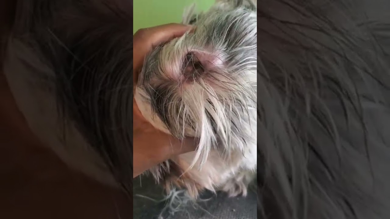 cleaning a dog ear #dogears