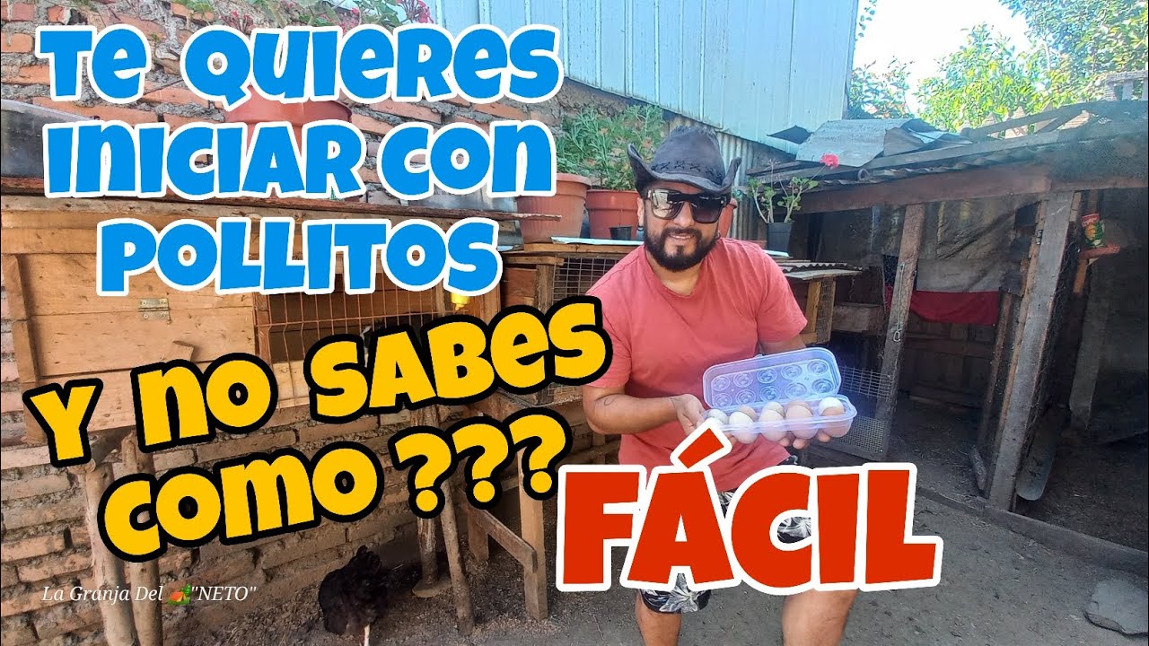 Quieres saber cómo poner huevos fértiles a una gallina clueca ? Aquí te explico 👋🤠🇨🇱