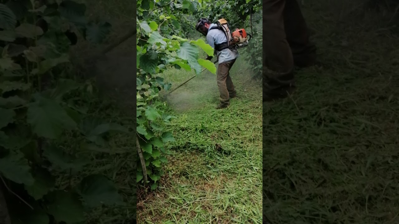 Stihl fr 450 fındık bahçesi temizliği