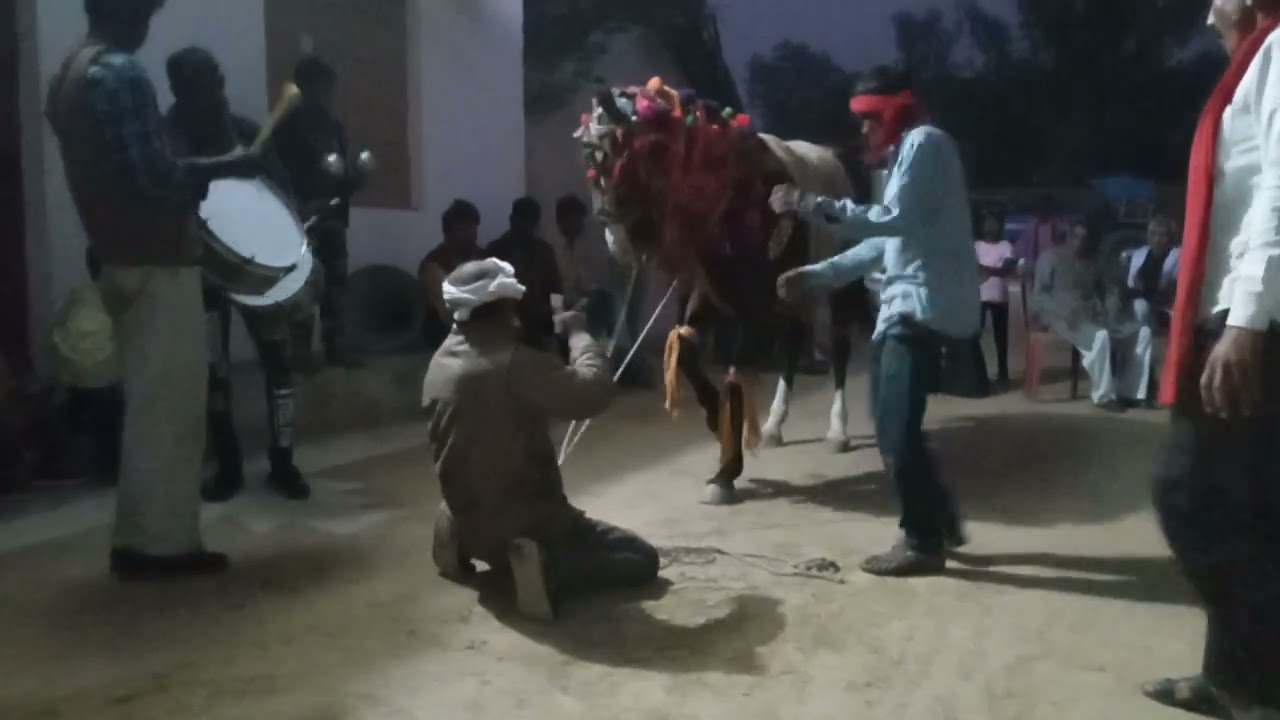 ऐसा डांस कभी नहीं देखा होगा घोड़े का