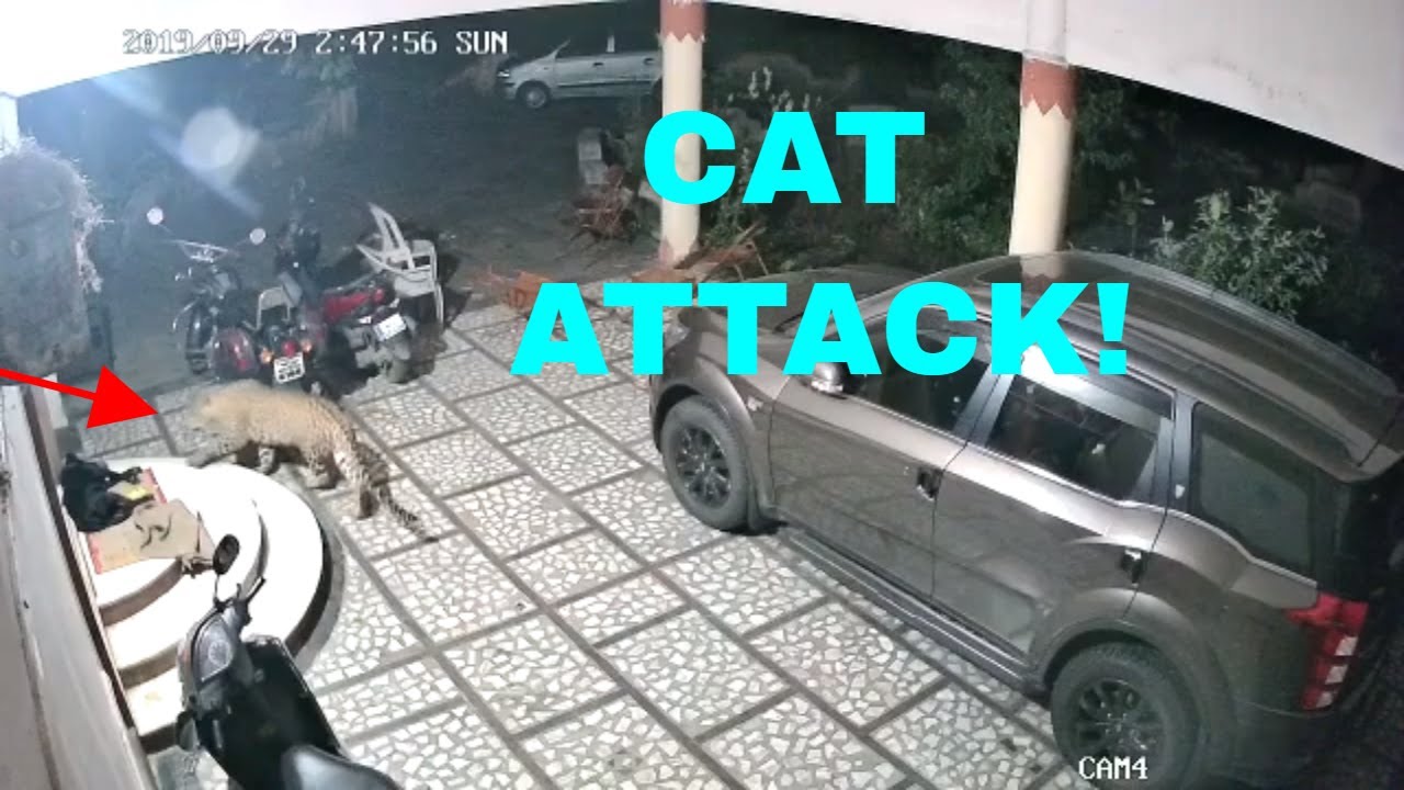 Large Cat Attacks Dog