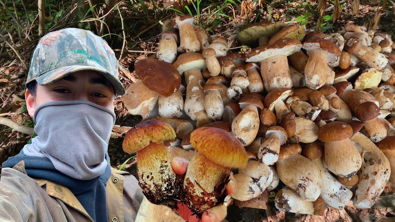 Guy Picking Mushrooms | Mushroom Foraging - 2024 (KING BOLETE)
