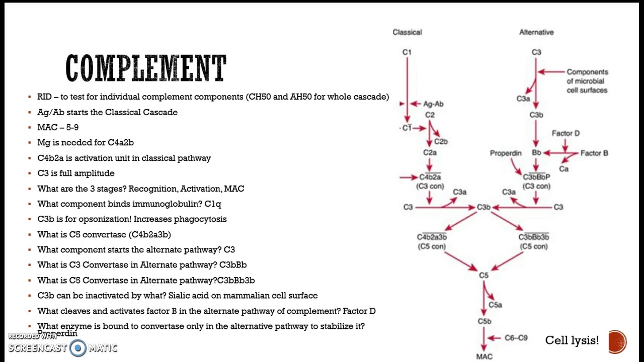 Immunology Final Exam Review