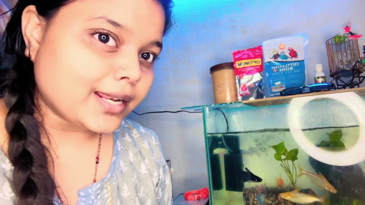 Day 1 of 7 Days Budgies Challenge | Real Daily Routine