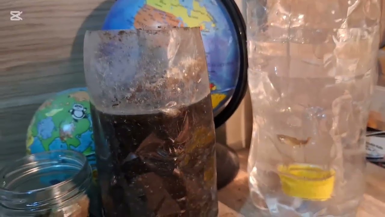 Plastik şişede lepistes balığı üretimi nasıl yapılır