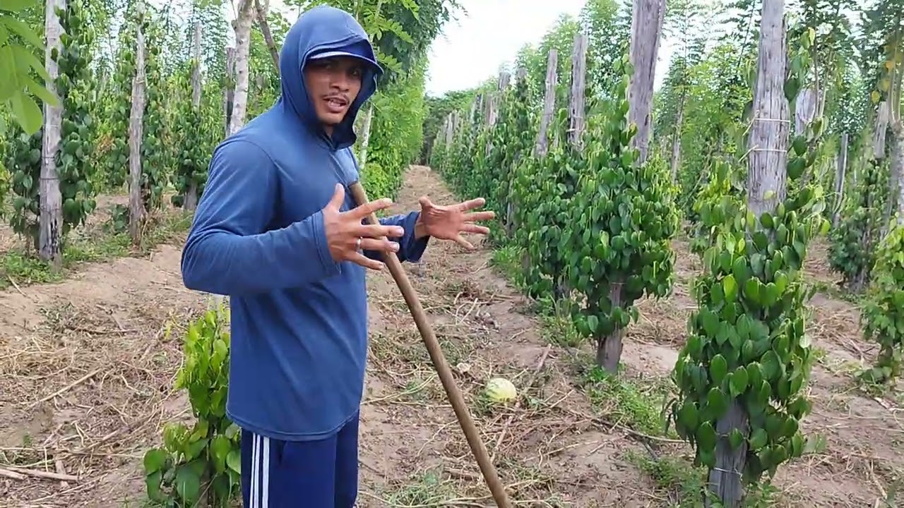 Capinando para o novo plantio de melancia!!! 