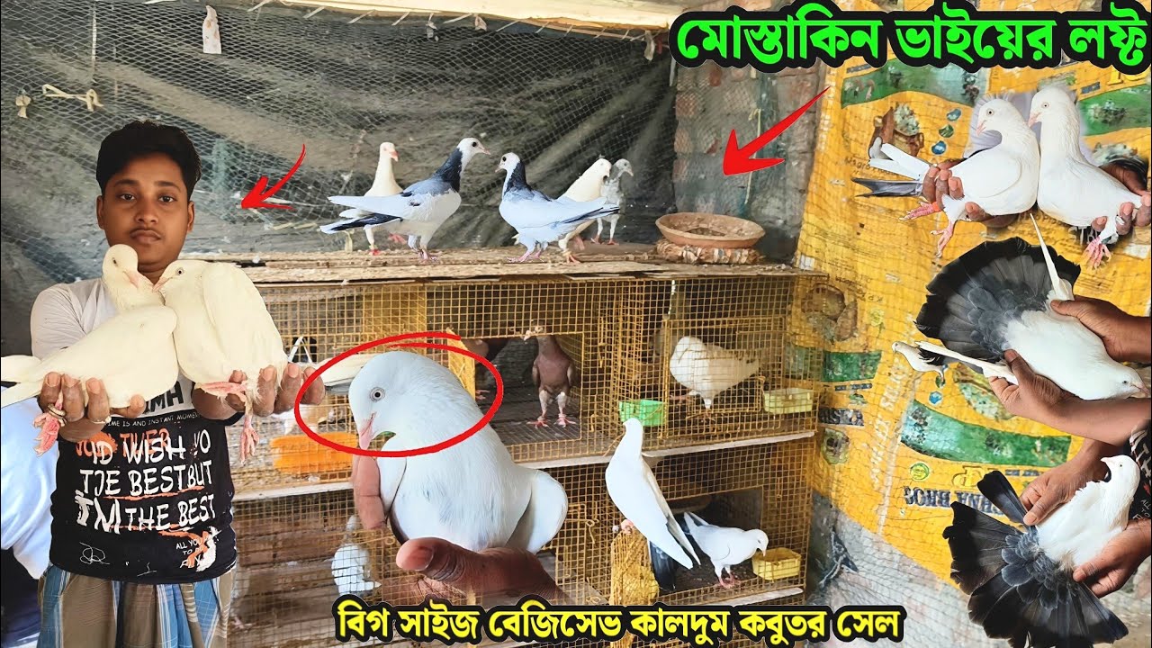 মোস্তাকিন ভাইয়ের লফ্ট | বিগ সাইজ বেজিসেভ কালদুম কবুতর সেল 