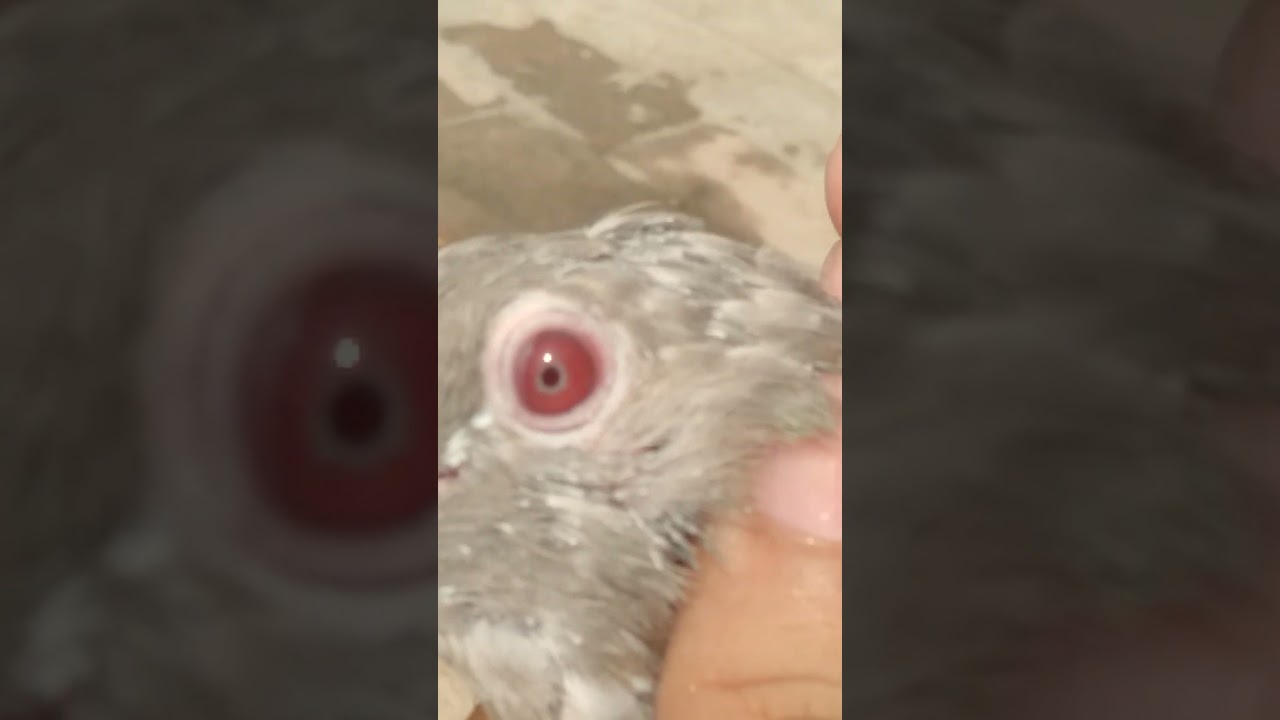 Red bull kabootar #pigeon #viralshorts