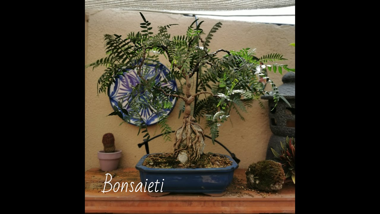 Creando nuevo canal  bonsaieti [BONSAI]