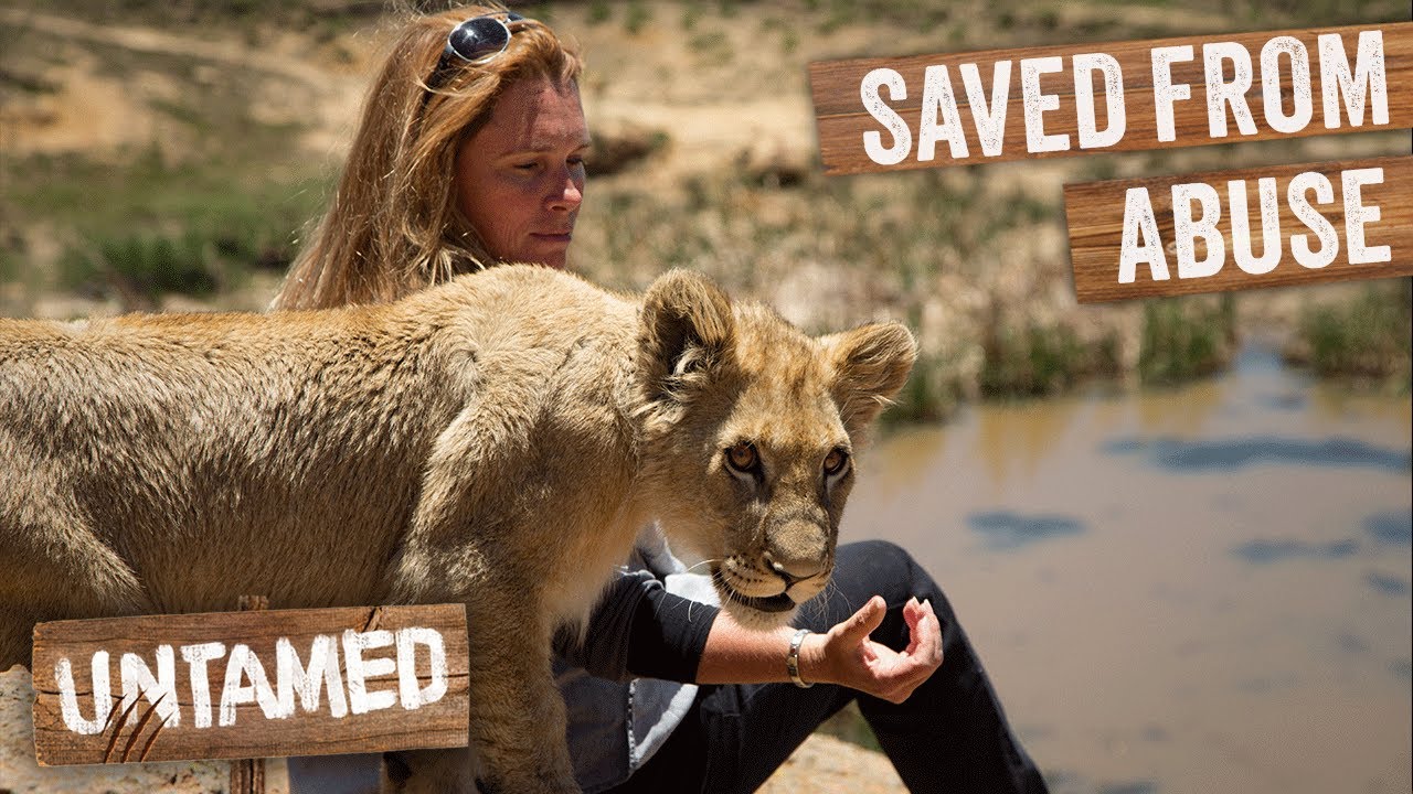 Rescued Lion Cubs' Heartbreaking Past Threatens Their Future 💔