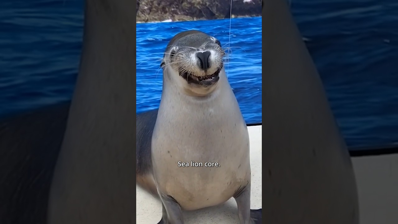 Sea lion core. 🥰🥰 #sealions #cute