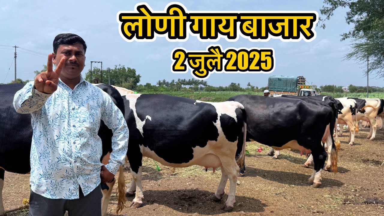 आजचा live 🔴 बुधवार लोणी गाय बाजार 2 जुलै 2025 || Loni Gaay Market #loni_bazar