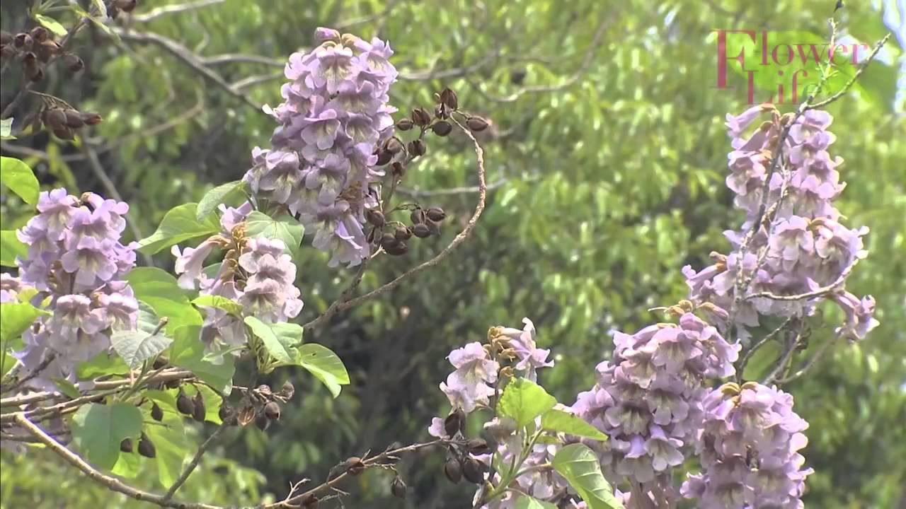 素敵にフラワーライフ　「桐の花紹介」