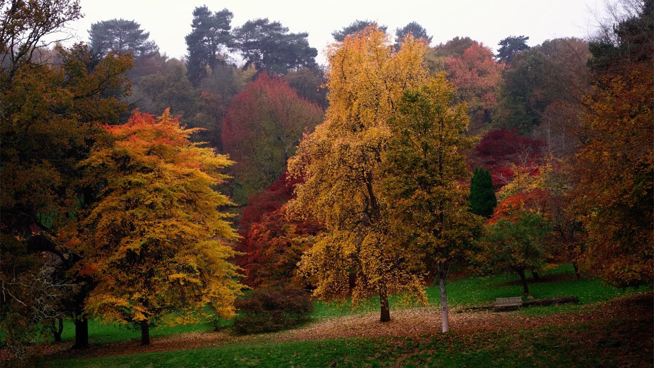Amazing Autumn - 4K Nature Landscape - Autumn Film (Relaxing Cinematic Film) Rain Ambience