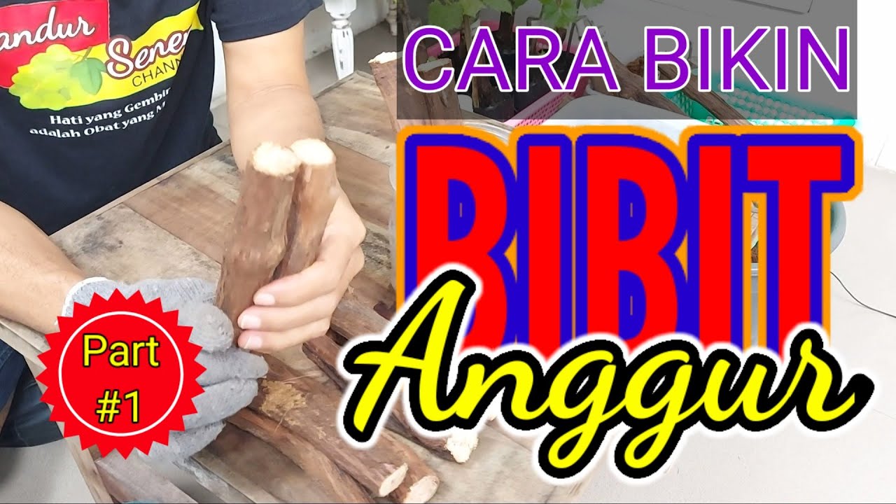 CARA TANAM ANGGUR DALAM POT | Cara Grafting Cutting Anggur Part #1