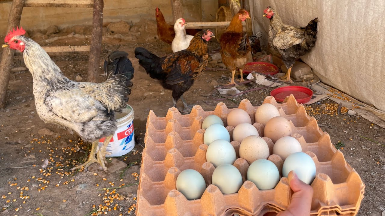 Consejos para que tus gallinas pongan huevo a los 4 meses 