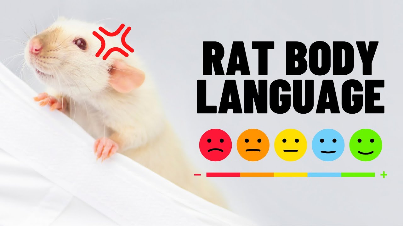 Understand Pet Rat Body Language