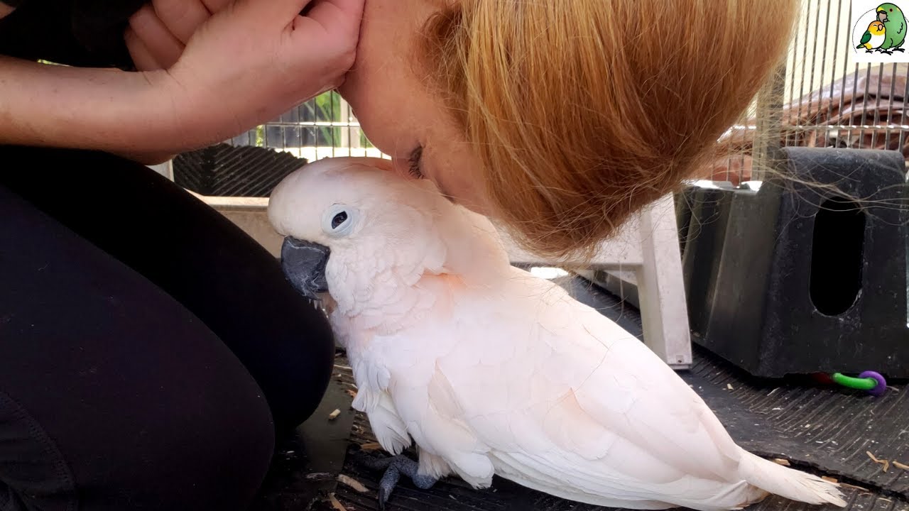 A Parrot Struggles With Pain and Disability but Wins Hearts With a Smile | Wholesome Bird Happiness
