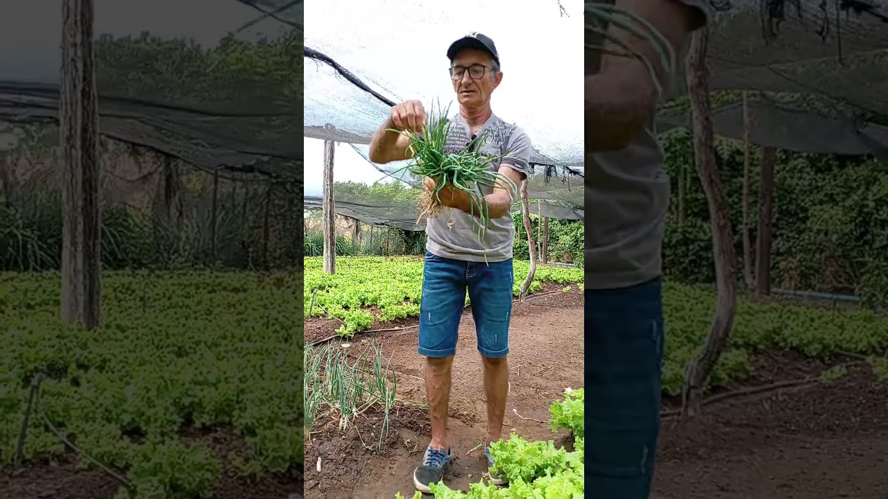 Como plantar cebolinha.