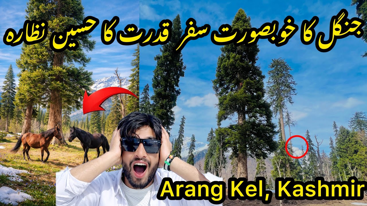 Dangerous Yet Beautiful Journey to Arang Kel 😳🌲 | Crazy Doli Ride