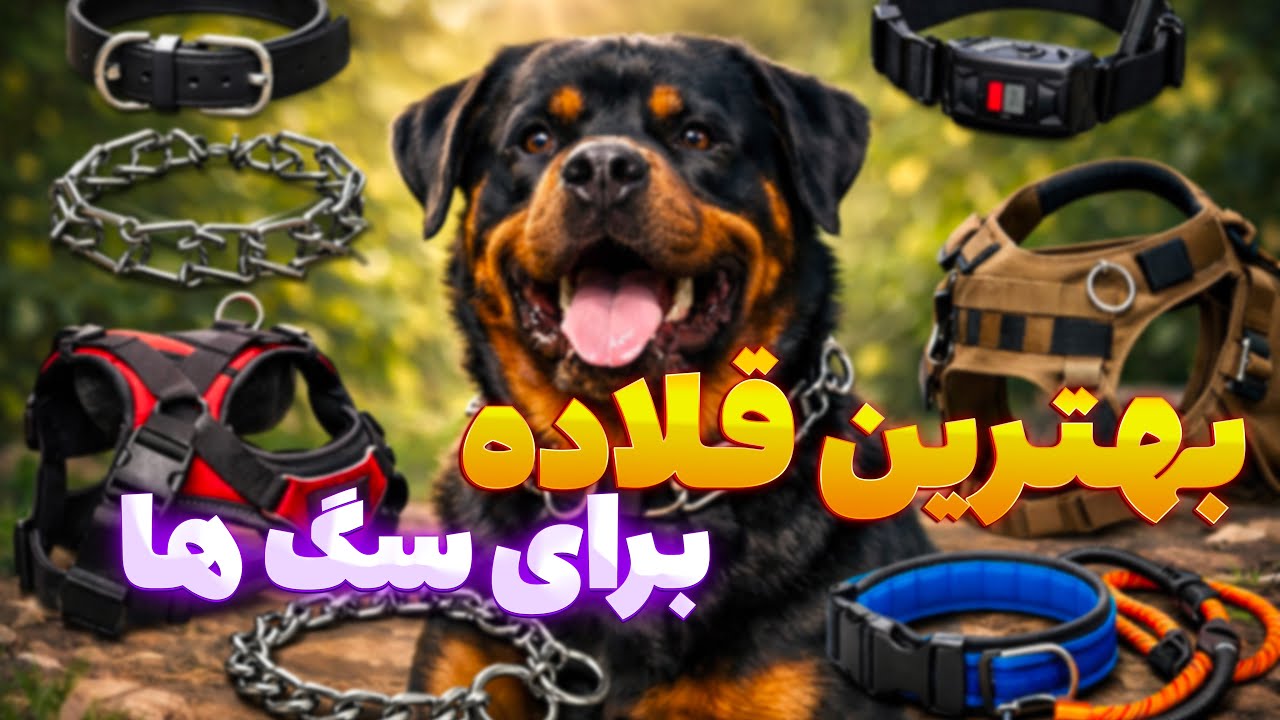 Какой ошейник подойдет вашей собаке? | Лучший способ дрессировки собаки и коррекции поведения