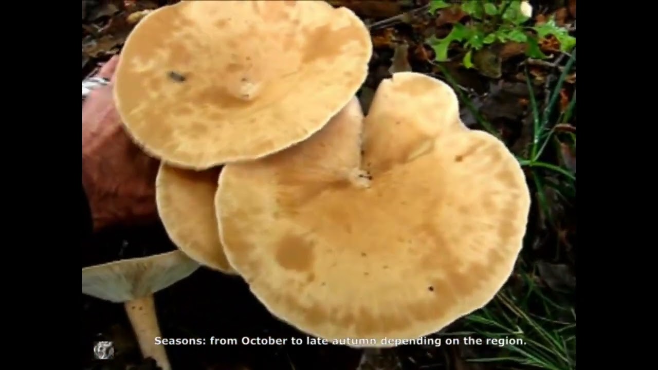 Clitocybe geotropa. Champimaginatis. English Text.
