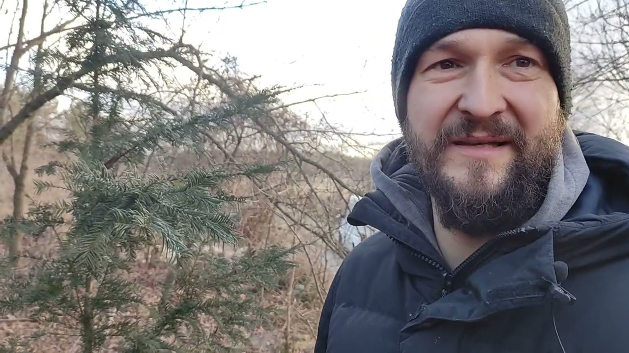 Редкие и очень редкие Тисовые в Беларуси. Интродукция и перспективы