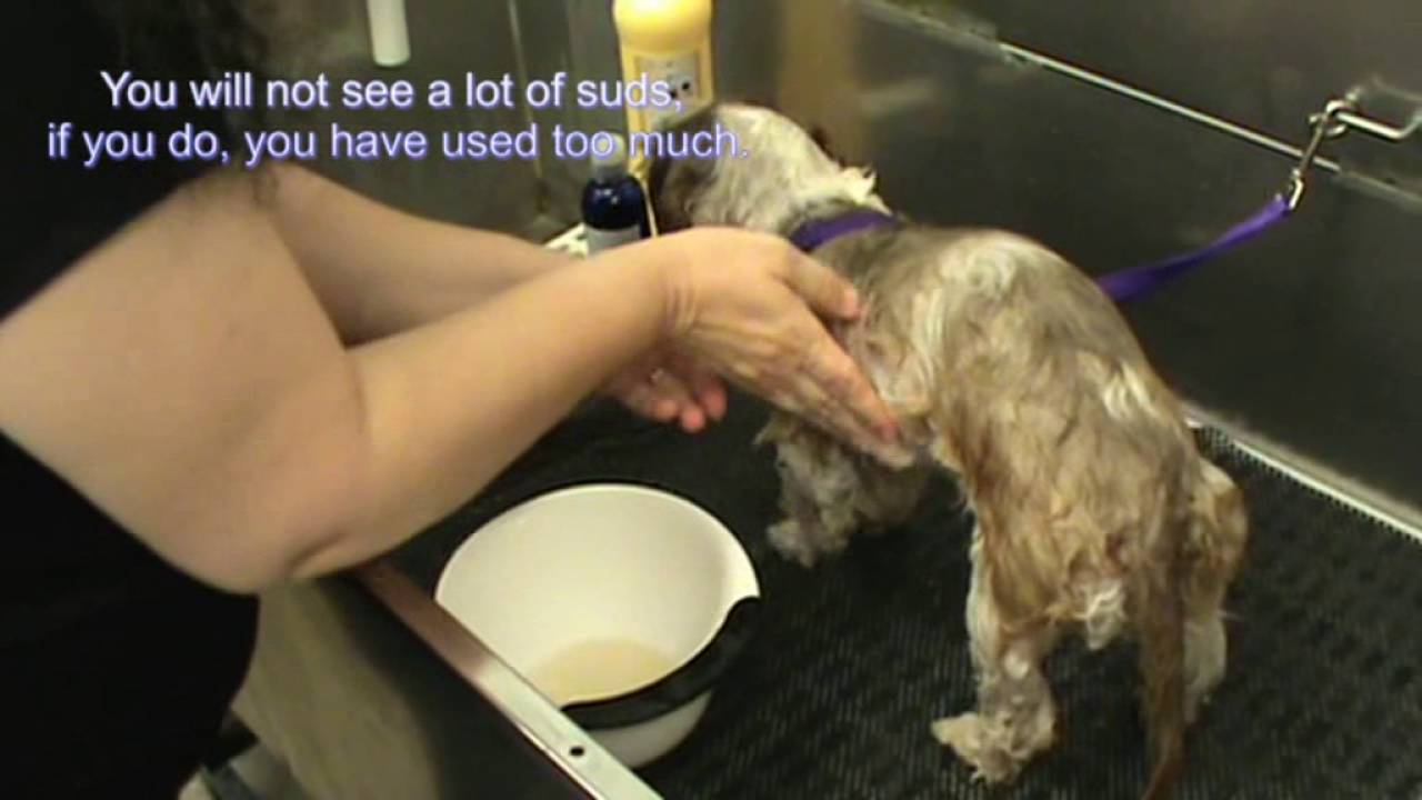 Dog Allergy Therapy (basic) using Iv San Bernard Products