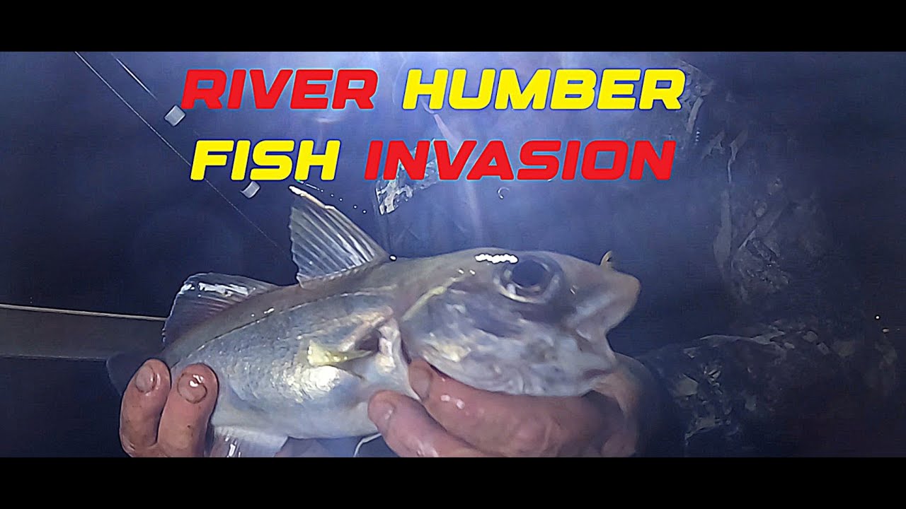 Sea Fishing UK - RIVER HUMBER - FISH INVASION - East Coast