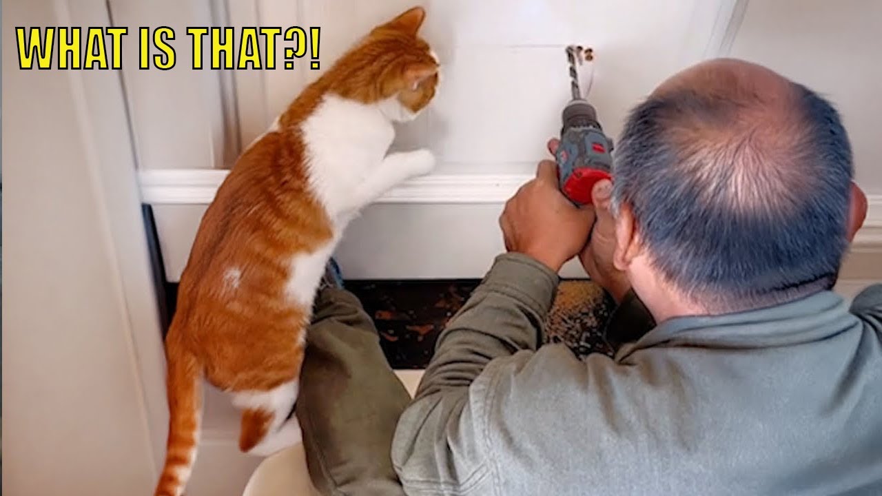 Любопытные кошки творят нелепые вещи 😂 | Смешная подборка кошек