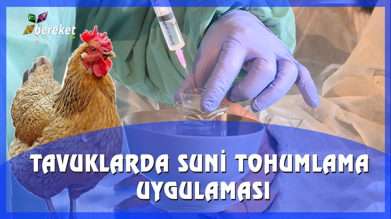 Tavuklarda Suni Tohumlama Uygulaması Nasıl Yapılır ?