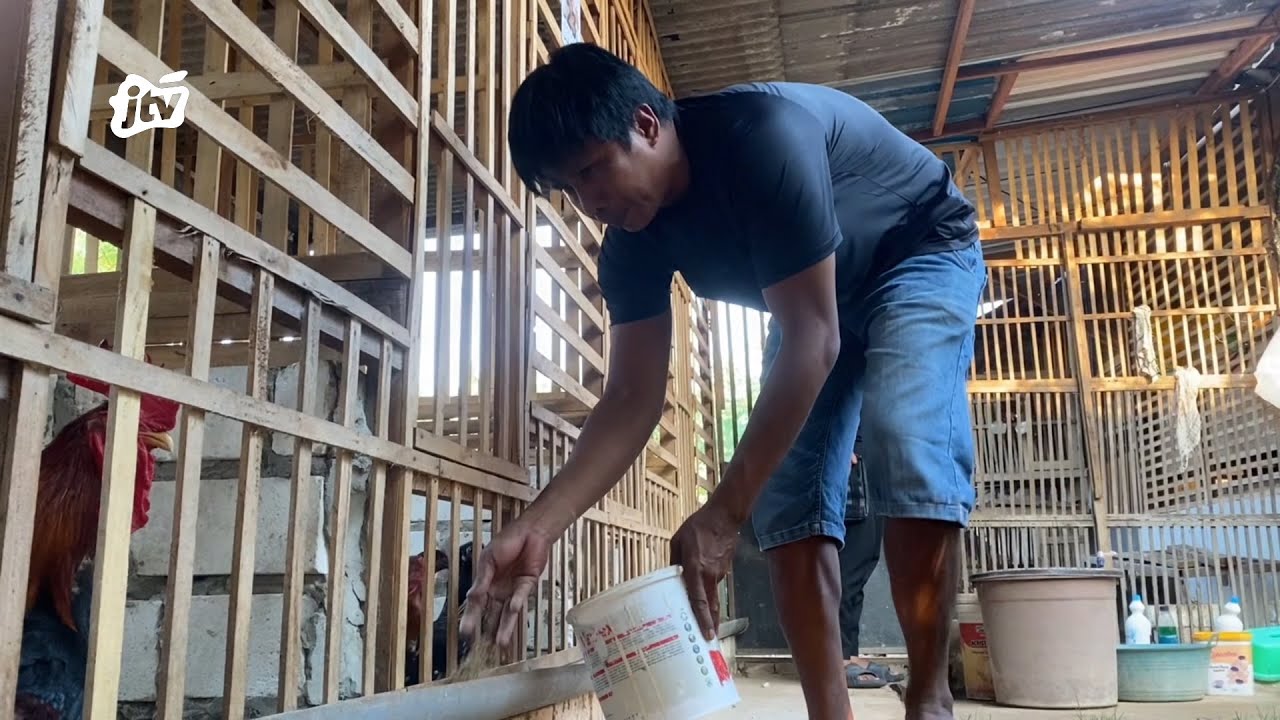Ternak Ayam Kampung Super, Pria di Tuban Raup Cuan Jutaan Rupiah Perbulan