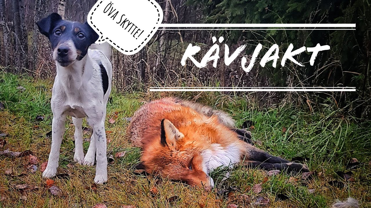 JaktVloggen - Rävjakt med stövare och terrier #12