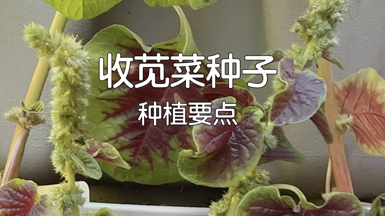 【打籽种菜】如何收苋菜种子｜高营养无虫害的苋菜值得留种再种｜How To Collect Amaranth Seeds
