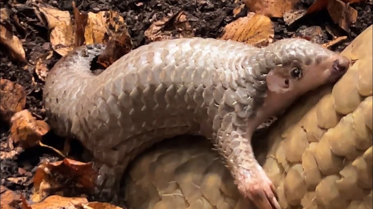 Luskouní mládě na váze a seznamování Connie s kaší (David Vala, Nikola Dostálková)