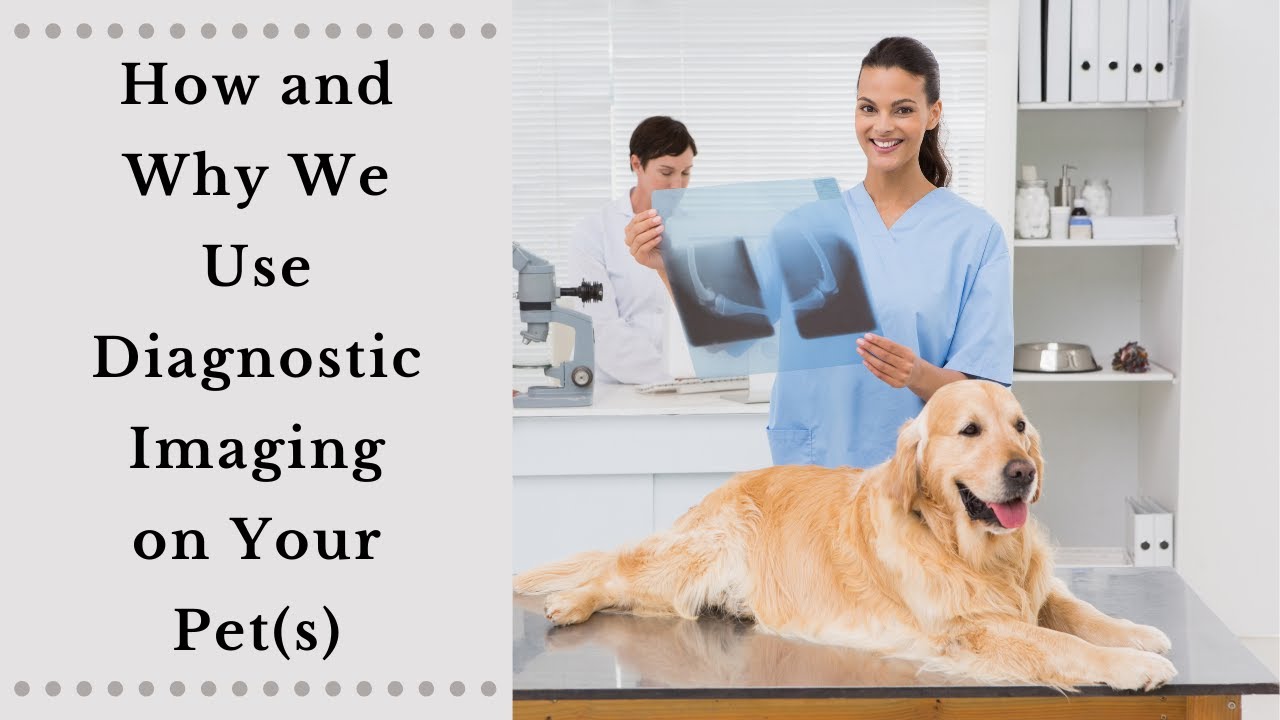 Everything You Need To Know About Diagnostic Imaging