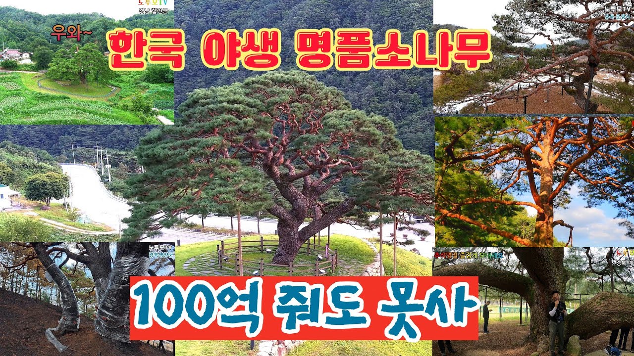 (몰아보기) 대한민국 최장수 희귀 소나무 BEST 6  Korea's Oldest Rare Pine Tree  BEST 6   #오지산골다큐 #오지자동차여행 #오지암자