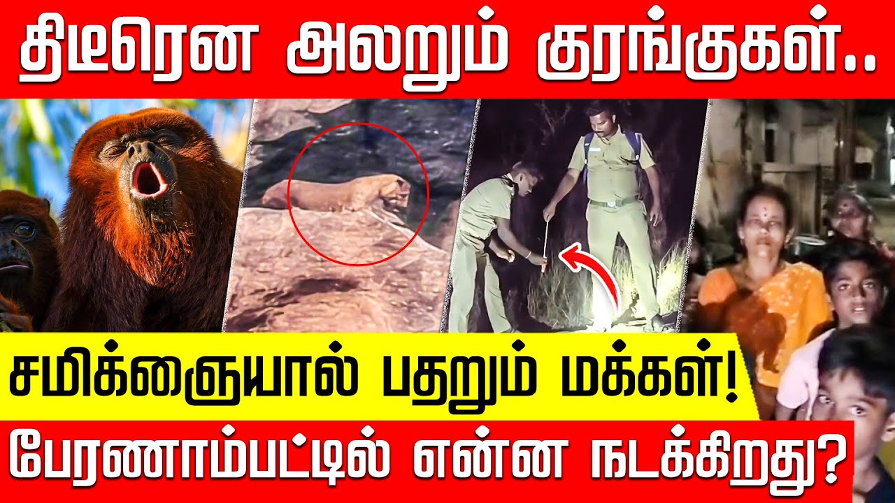 திடீரென அலறும் குரங்குகள்.. சமிக்ஞையால் பதறும் மக்கள்! பேரணாம்பட்டில் என்ன நடக்கிறது?