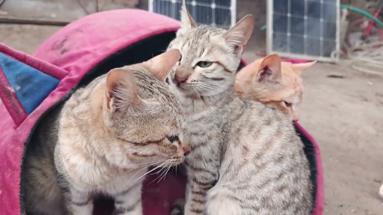 Funny cat in village walidlife 
