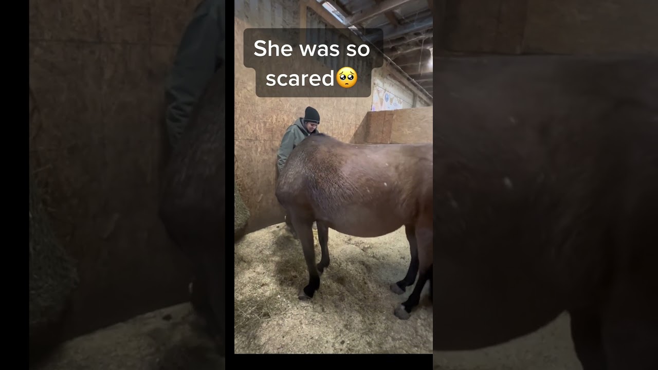 Part 2 Bonding of orphan foal and our mare