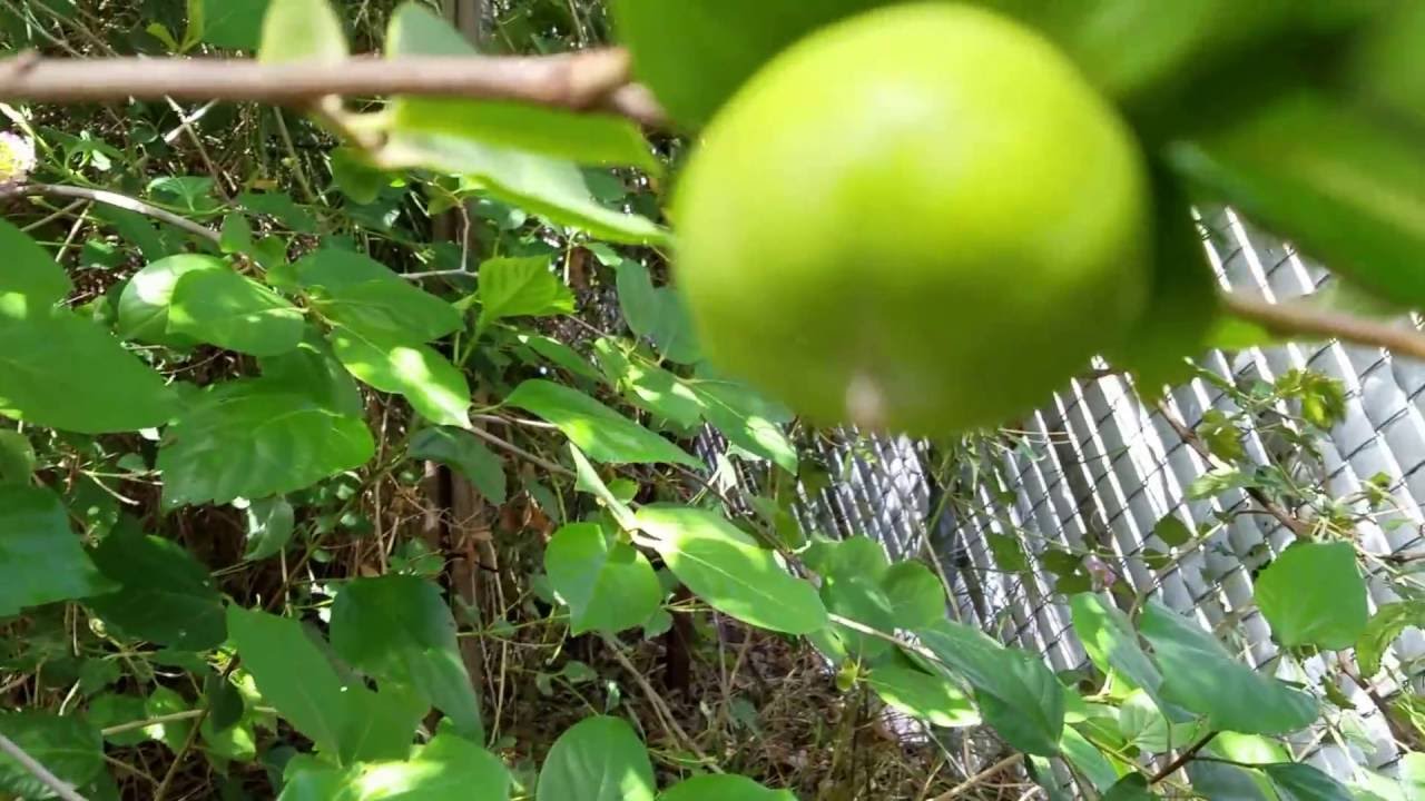 Хроники пустынных фруктов. Эпизод 2. Флорида: Принц Пич и Фуюйская хурма