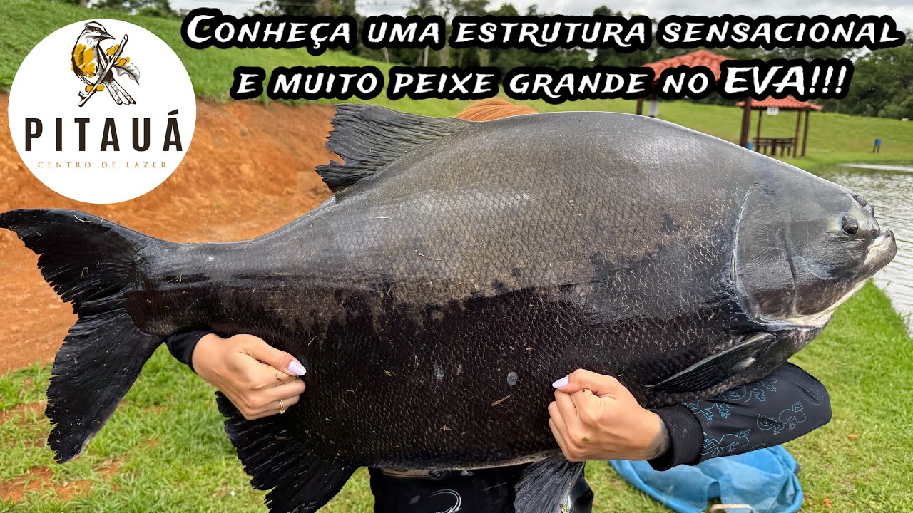 ESTRUTURA DOS SONHOS E MUITO PEIXE GRANDE NO EVA!! PITAU&Aacute; CENTRO DE LAZER, LOCALIZADO EM SOCORRO
