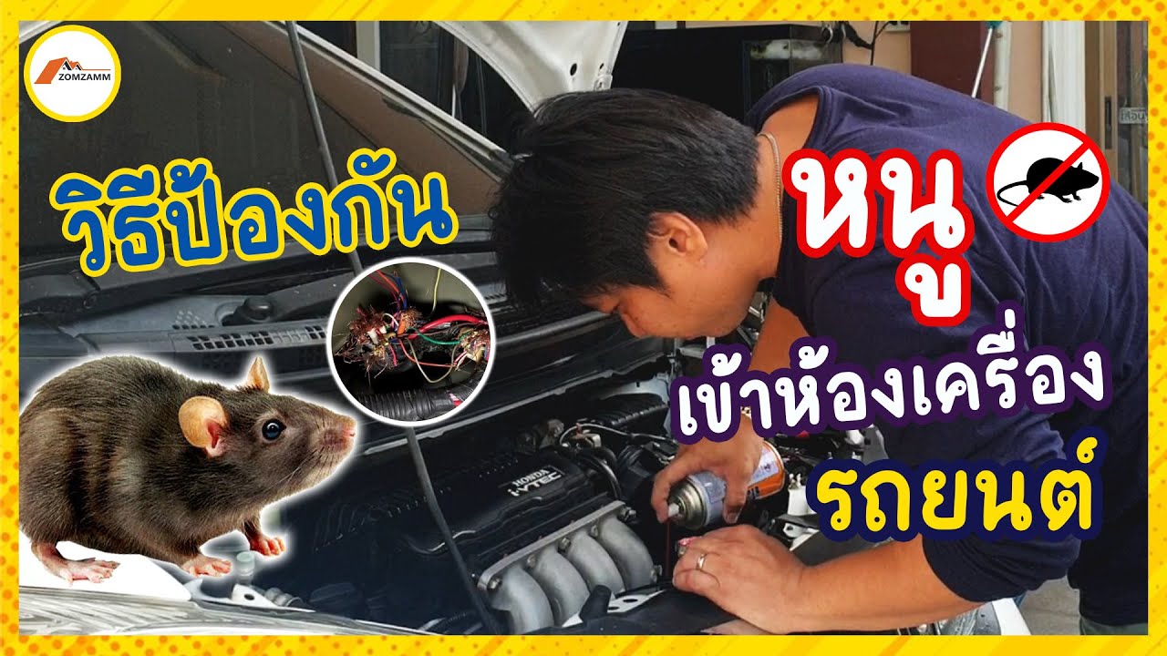 วิธีป้องกัน หนูเข้าห้องเครื่องรถยนต์