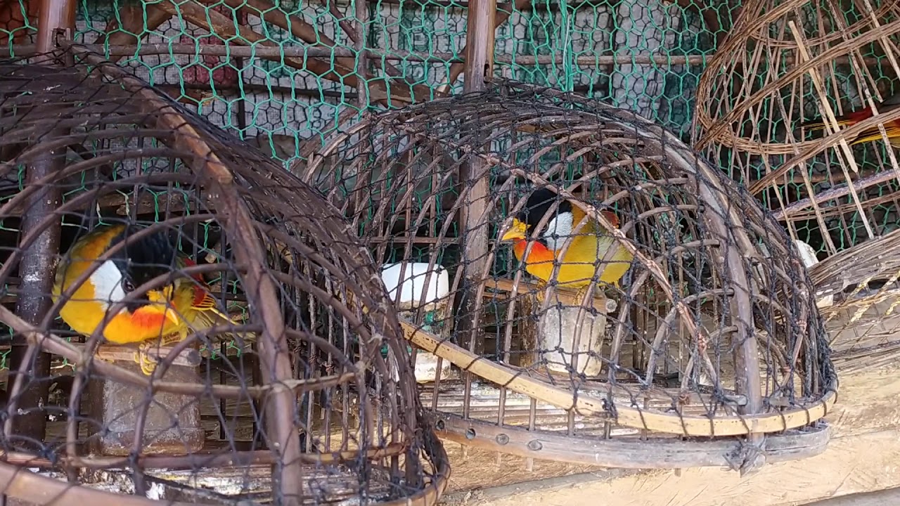 chơi chim ngu sát đánh nhau 1con2nam,con ở giữa 7thng