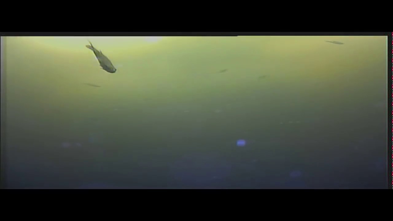 Žuvys po ledu.  Filmuota povandenine kamera